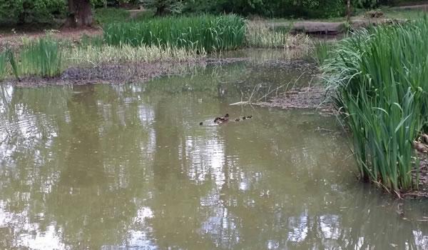 Photo of A lovely picture taken by a resident of babies enjoying Apostles Pond.